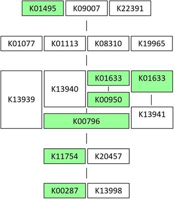 Genomic Insights Into Five Strains of Lactobacillus plantarum With Biotechnological Potential Isolated From chicha, a Traditional Maize-Based Fermented Beverage From Northwestern Argentina